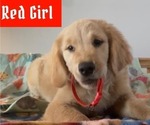 Small breeder photo