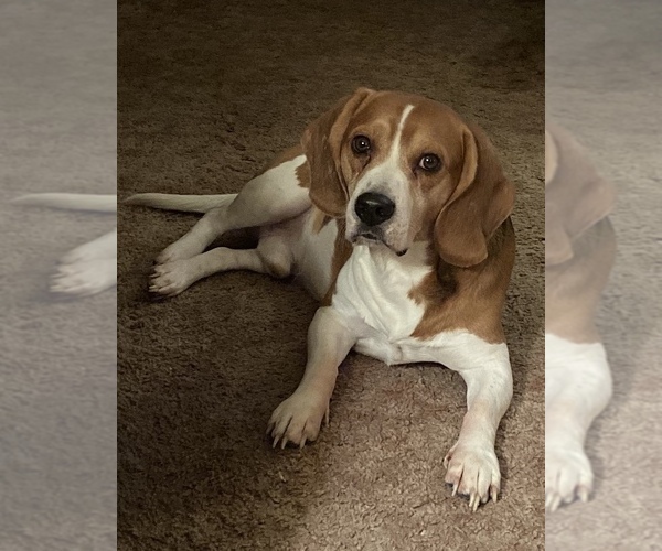 Medium Photo #1  Breeder Profile in ELGIN, OR, USA