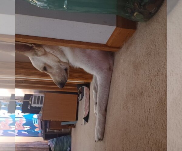 Medium Photo #10  Breeder Profile in EDMORE, MI, USA