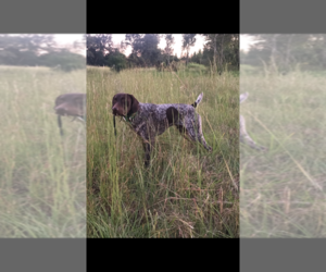 German Shorthaired Pointer Dog Breeder near LUCEDALE, MS, USA