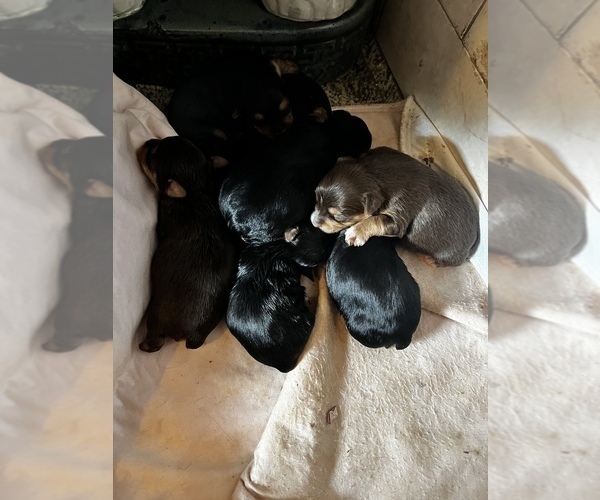 Medium Photo #7  Breeder Profile in MACON, GA, USA