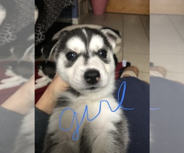 Medium Photo #1  Breeder Profile in GR BLANC, MI, USA