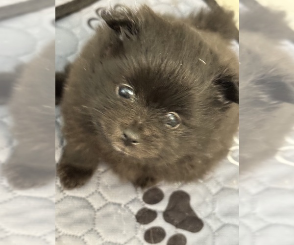 Medium Photo #14  Breeder Profile in BLACKSHEAR, GA, USA