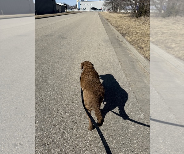 Medium Photo #6  Breeder Profile in WAUKON, IA, USA