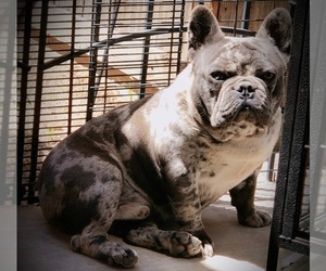 French Bulldog Dog Breeder in LITTLEROCK,  USA