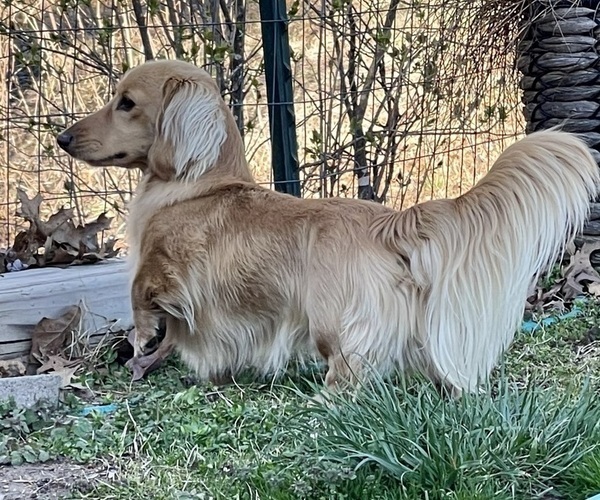 Medium Photo #1  Breeder Profile in STOUTLAND, MO, USA