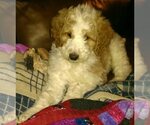 Small breeder photo