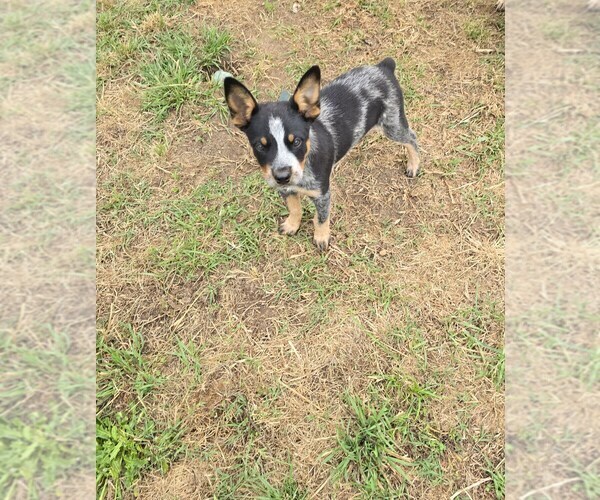 Medium Photo #20  Breeder Profile in LAURINBURG, NC, USA