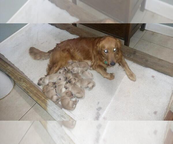 Medium Photo #1  Breeder Profile in LAURENS, SC, USA