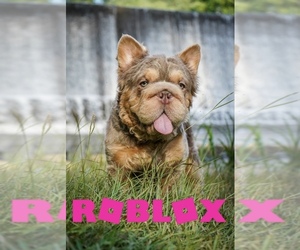 French Bulldog Dog Breeder near GRIFFIN, GA, USA