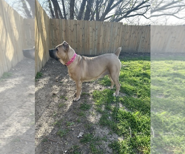 Medium Photo #23  Breeder Profile in ARLINGTON, TX, USA