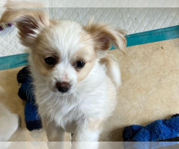 Medium Photo #1  Breeder Profile in CITRUS HTS, CA, USA