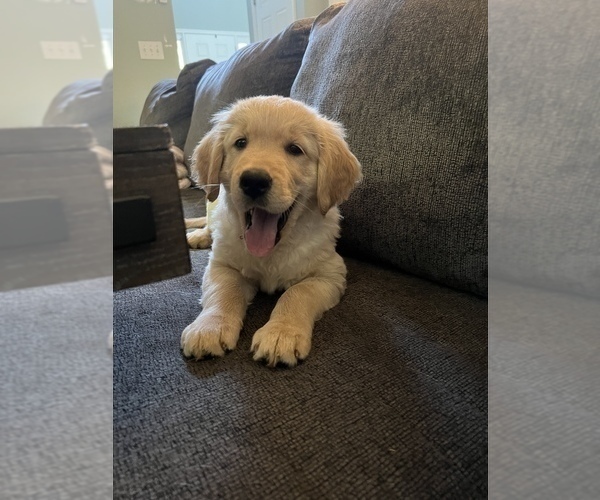 Medium Photo #30  Breeder Profile in SUWANEE, GA, USA