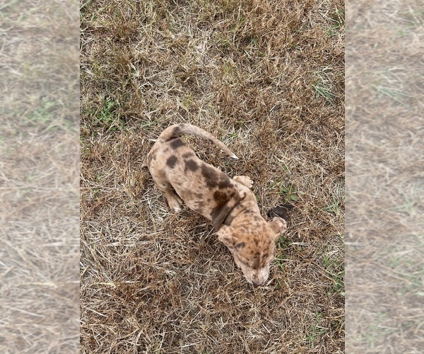 Medium Photo #13  Breeder Profile in WESTFIELD, NC, USA