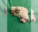 Small breeder photo