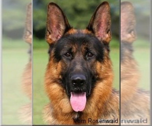 Medium Photo #1  Breeder Profile in TUKWILA, WA, USA