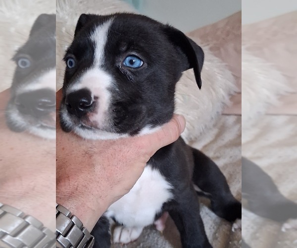 Medium Photo #20  Breeder Profile in BAKERSFIELD, CA, USA