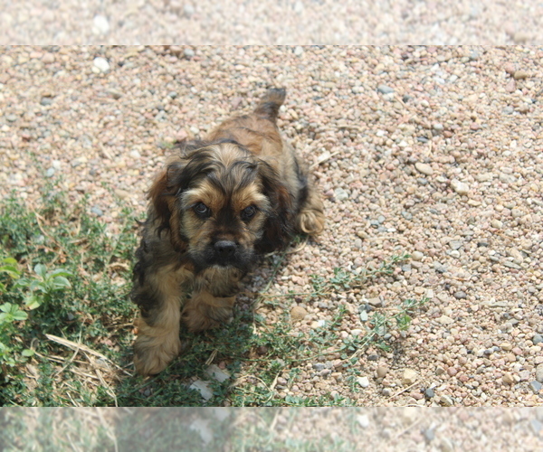 Medium Photo #1  Breeder Profile in BIG BEND, CO, USA