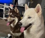 Small breeder photo