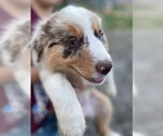 Small #3 Breeder Profile image