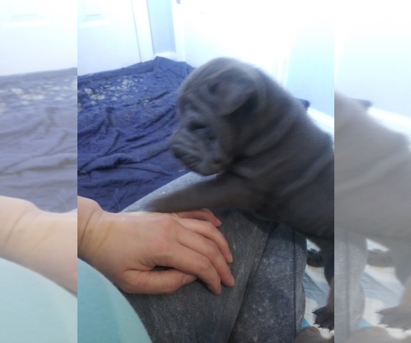 Medium Photo #1  Breeder Profile in SANFORD, NC, USA