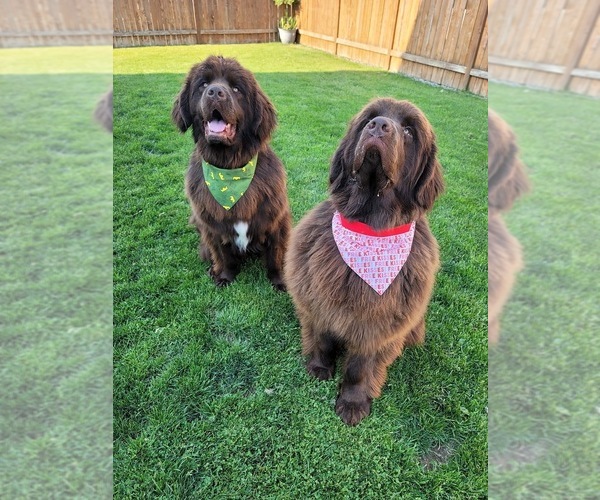 Medium Photo #1  Breeder Profile in BREMERTON, WA, USA