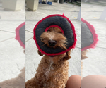 Small #4 Breeder Profile image