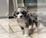 Small breeder photo