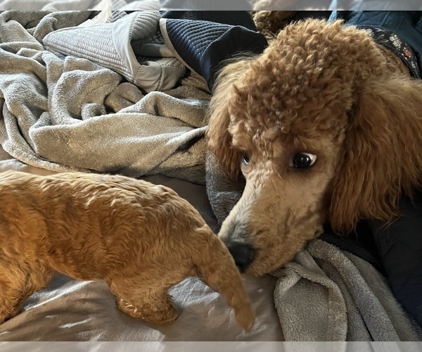 Medium Photo #4  Breeder Profile in LAS CRUCES, NM, USA