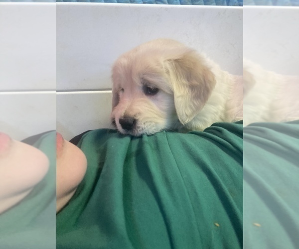 Medium Photo #21  Breeder Profile in FREDONIA, KS, USA