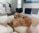 Small #1 Breeder Profile image