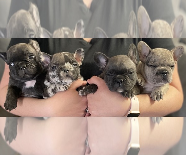 Medium Photo #1  Breeder Profile in LINCOLN, NE, USA