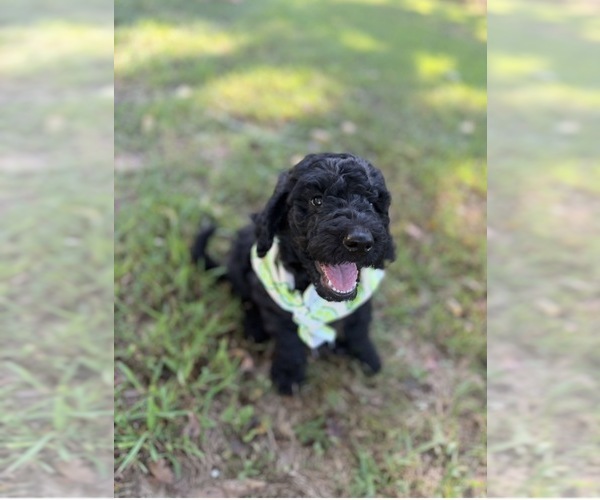 Medium Photo #1  Breeder Profile in HUNTINGDON, TN, USA