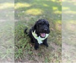 Small breeder photo
