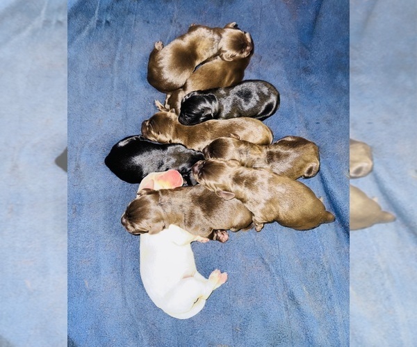 Medium Photo #1  Breeder Profile in SUMTER, SC, USA