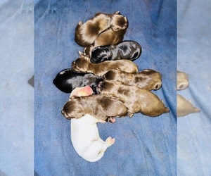 Labrador Retriever Dog Breeder near SUMTER, SC, USA
