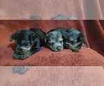Small #281 Breeder Profile image