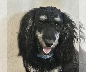Poodle (Miniature) Dog Breeder near WHITEWATER, WI, USA