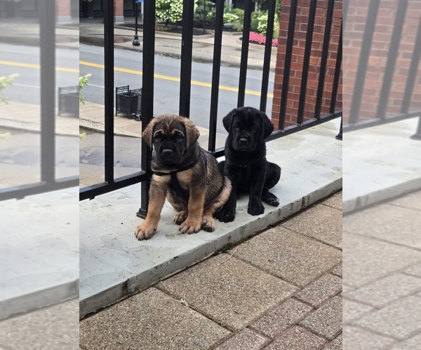 Medium Photo #3  Breeder Profile in LOUISVILLE, KY, USA