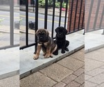 Small #2 Breeder Profile image