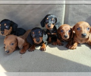 Dachshund Dog Breeder near CHULA VISTA, CA, USA
