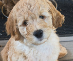 Small #10 Breeder Profile image