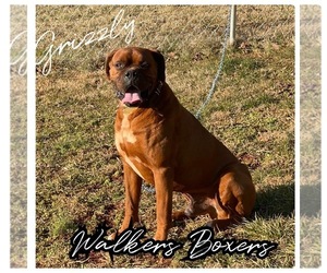 Boxer Dog Breeder near KNOXVILLE, TN, USA