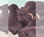 Small #18 Breeder Profile image