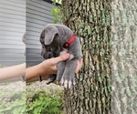 Small Photo #16  Breeder Profile in WALNUT GROVE, MO, USA