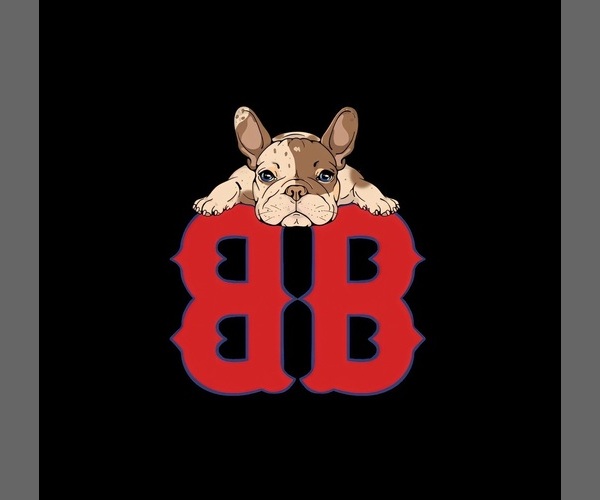 Medium Photo #1  Breeder Profile in ROSLINDALE, MA, USA