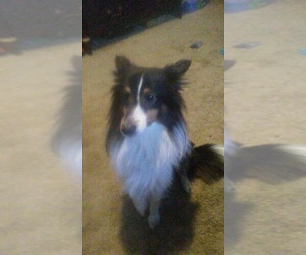 Medium Photo #1  Breeder Profile in PRINCETON, WV, USA