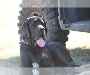 Great Dane Dog Breeder near DOUBLE SPRINGS, AL, USA