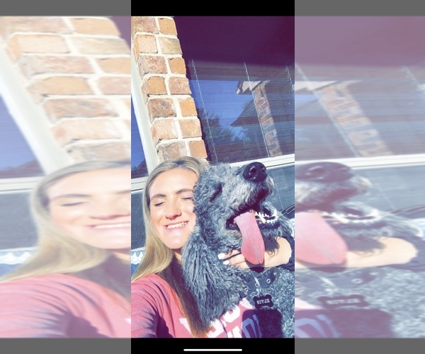 Medium Photo #1  Breeder Profile in NORTH RICHLAND HILLS, TX, USA