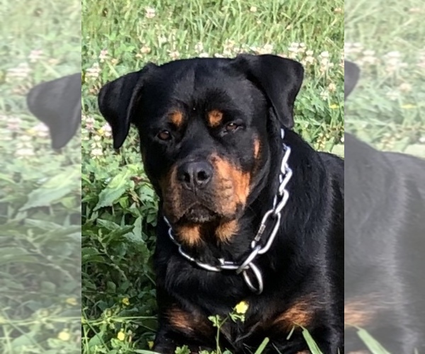 Medium Photo #22  Breeder Profile in VONORE, TN, USA